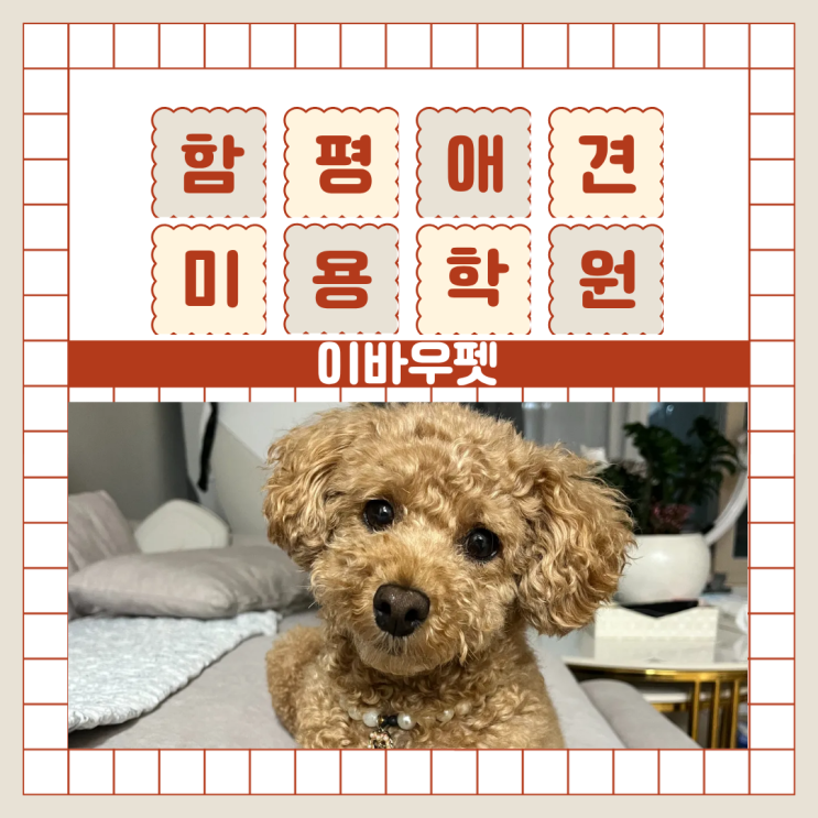  이바우펫 함평애견미용학원 선택이 중요한 이유와 준비 가이드