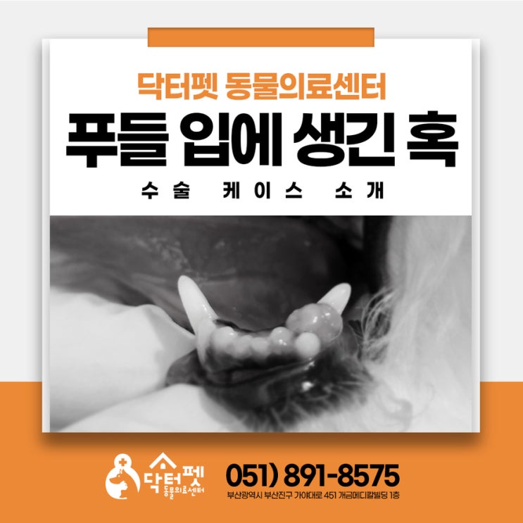  9살 푸들 입에 혹이 생겼어요 부산 강아지 혹 제거 수술 동물병원