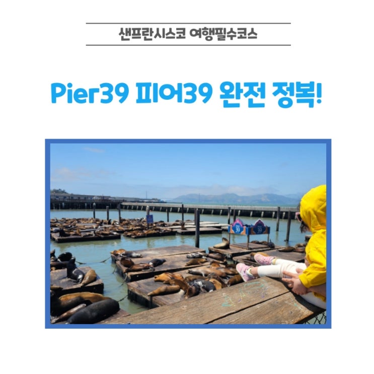  샌프란시스코 가볼만한곳, pier39 피어39 바다사자·맛집·포토스팟 총정리