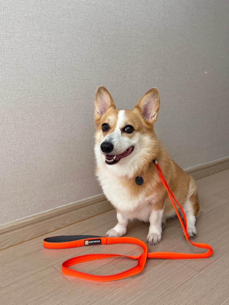 러프웨어 Ruffwear 반려동물 목줄 강아지목줄 강아지하네스 프론트레인지 블레이즈오렌지