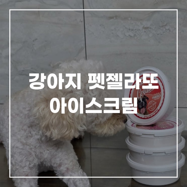  강아지 아이스크림 만들기 간편한 펫젤라또 아이스크림
