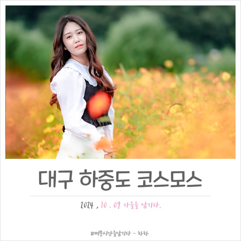 대구하중도 코스모스 10월 축제 다녀오세요