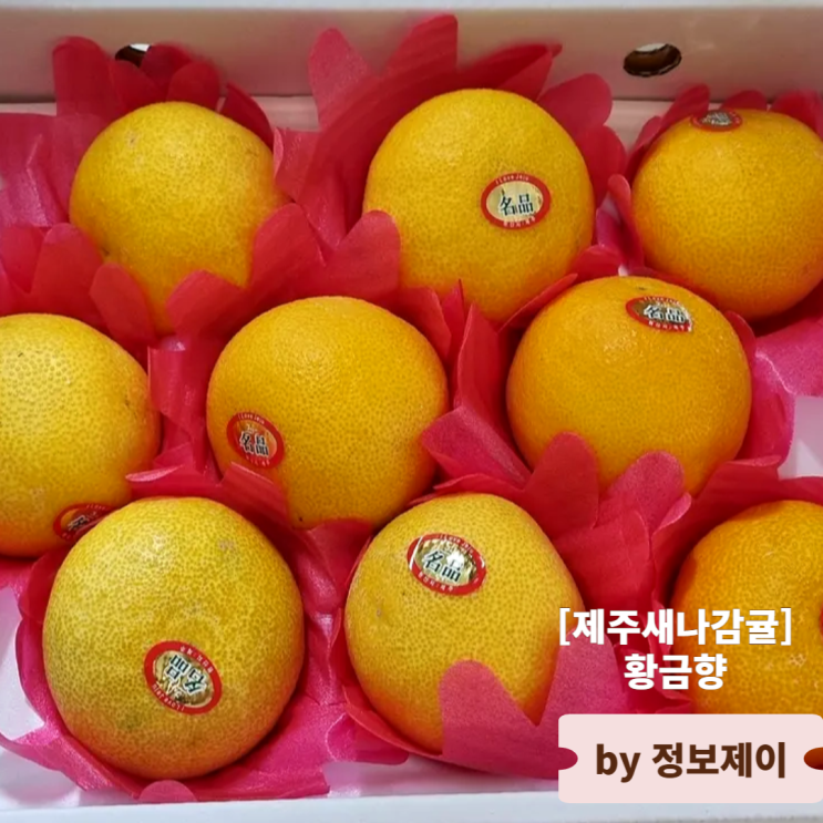  추석선물세트 추천 제주새나감귤 제주 감귤 황금향 후기