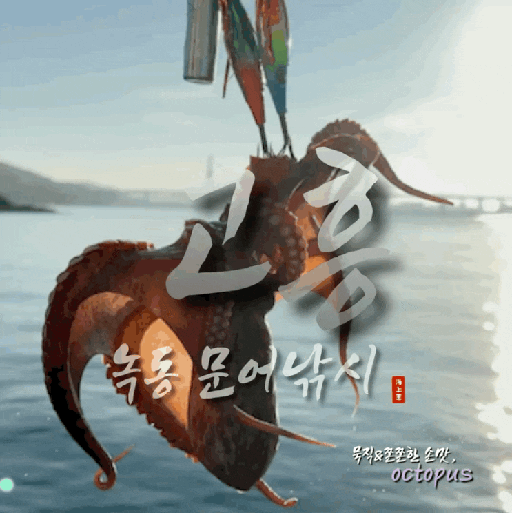  고흥 문어낚시 조황 및 세네 집어제 에기 추천