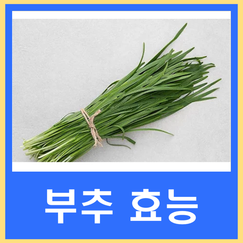 부추 남자 효능 먹는법 주의사항