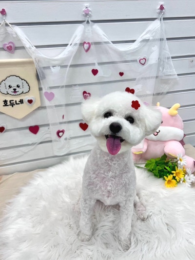 호두네 맡겨보개 애견유치원 애견호텔 애견미용
