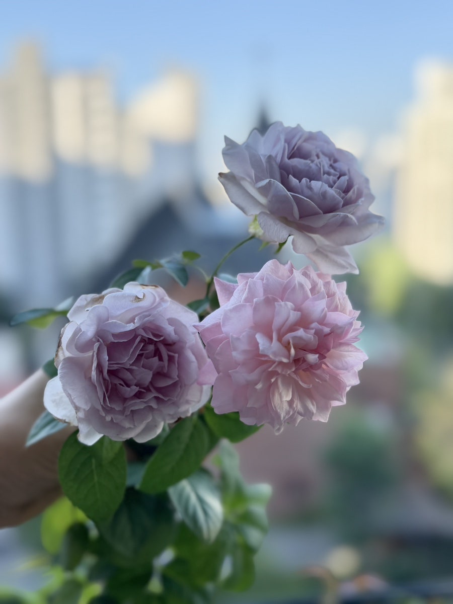 다봄 사진 4