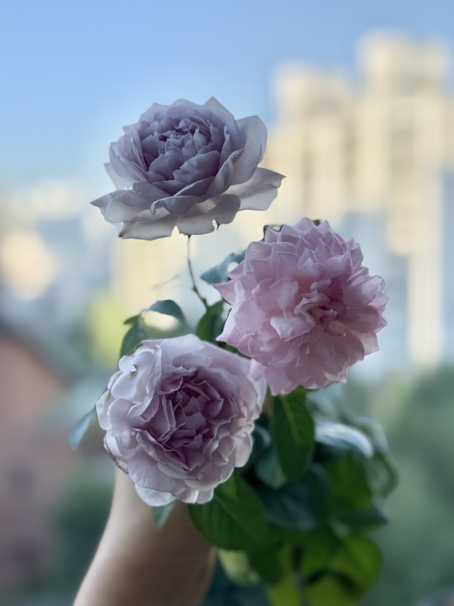다봄 사진 3