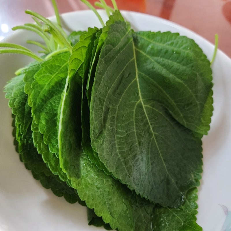 깻잎 효능 부작용 당뇨에 좋은지 알고 드세요~^^