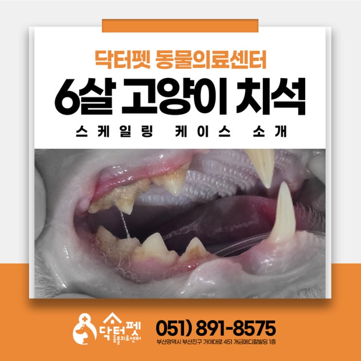  6살 고양이 치석 주기적인 제거 필요합니다 부산 스케일링 치과방사선 동물병원