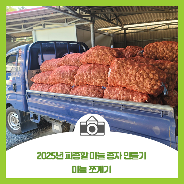  2025년 파종할 마늘 종자 만들기, 마늘 종자 쪼개기