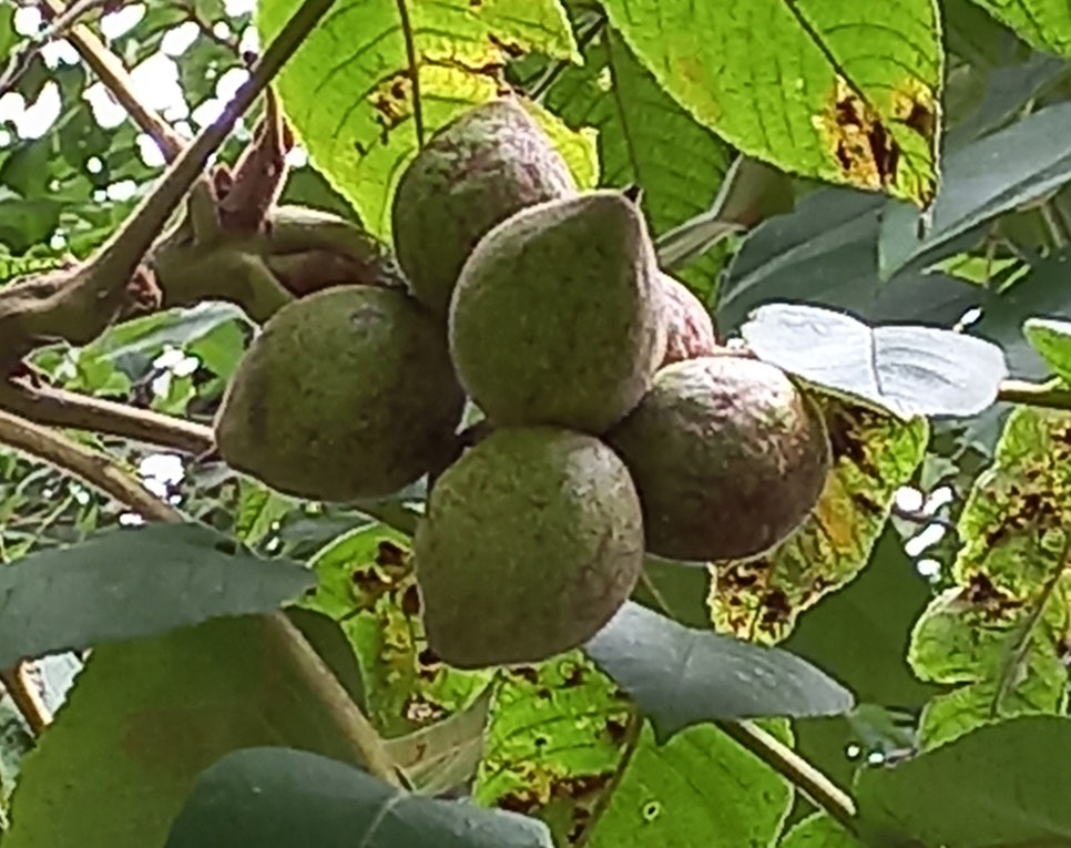 오동골 사진 4