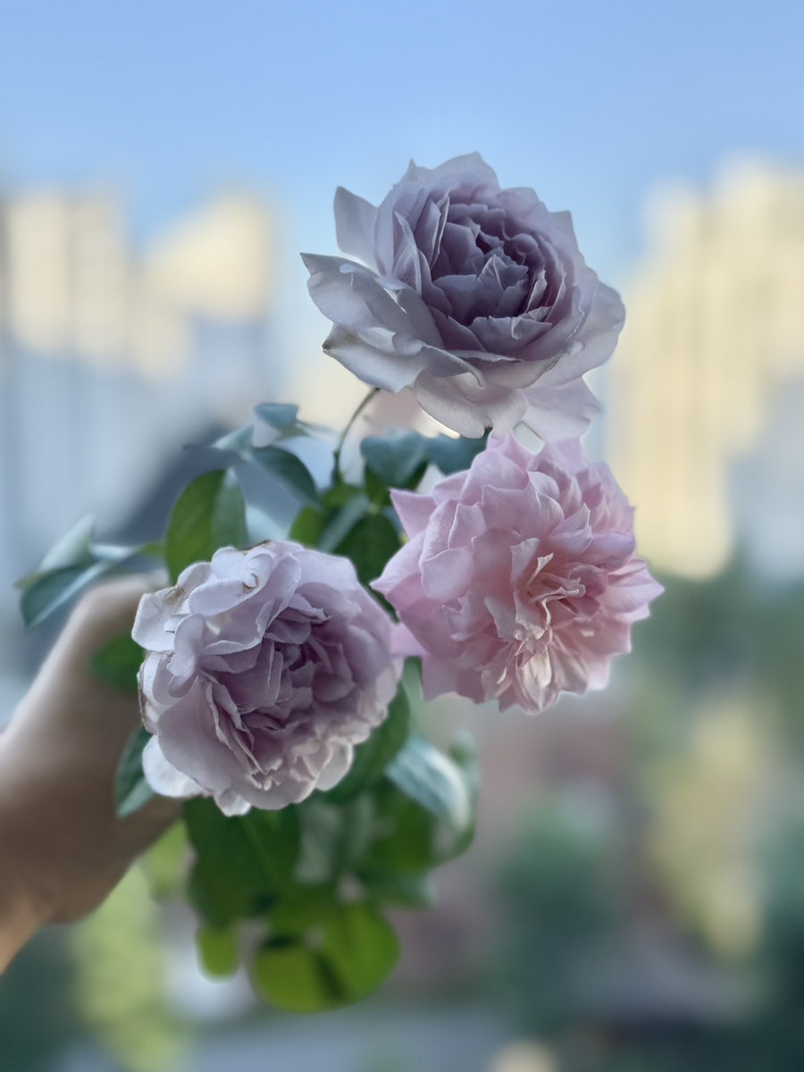 다봄 사진 2