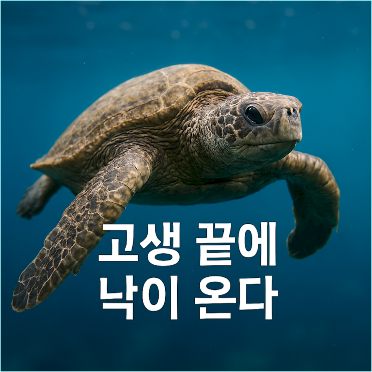  거북이 꿈 해몽 완벽정리 (자라 꿈 포함): 당신이 쌓아온 시간은 절대 배신하지 않습니다.