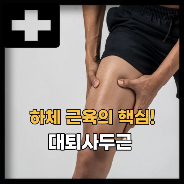  하체 근육의 핵심! 대퇴사두근 운동 및 스트레칭 방법 (넙다리네갈래근)