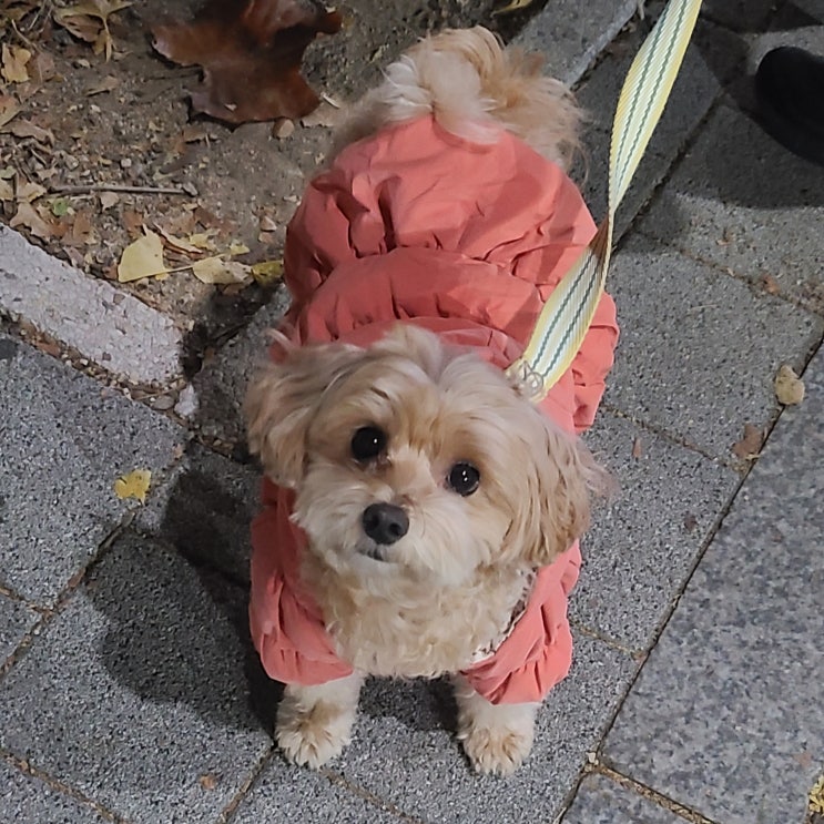 가을철 강아지 건강관리 꿀팁  면역력·피부·영양까지 꼼꼼하게!