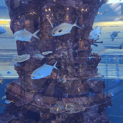  [선릉] 포스코센터 _ 아쿠아리움, 종로서적, 테라로사, 백남준작품, 미술관 / 삼성역 가볼만한 곳