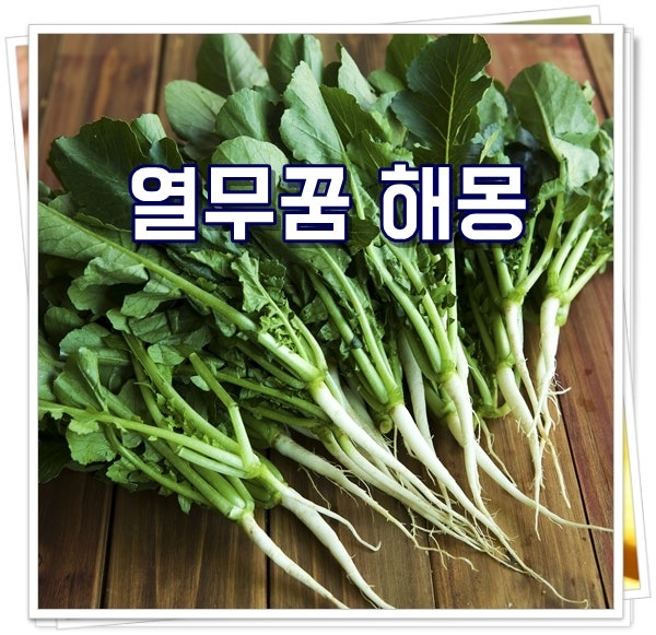 열무꿈 해몽 열무김치꿈 열무사는꿈 의미 풀이