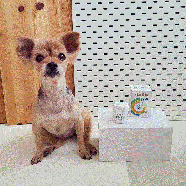  고양이 강아지소화불량,설사,혈변 증상 췌장염 영양제 추천