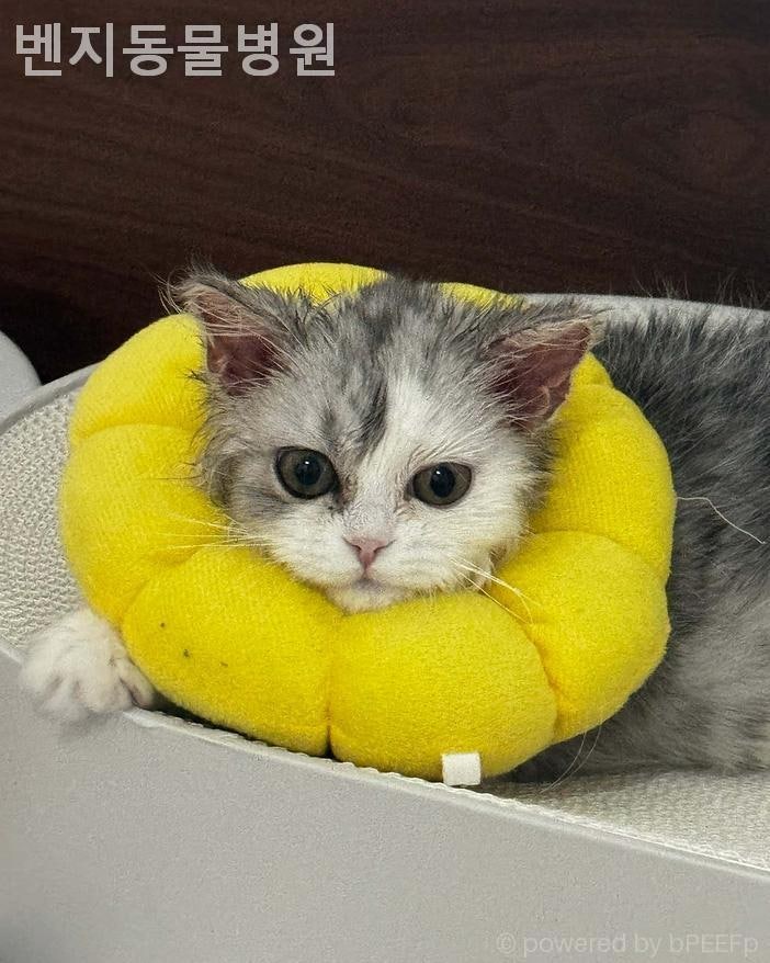 벤지동물병원 사진 4