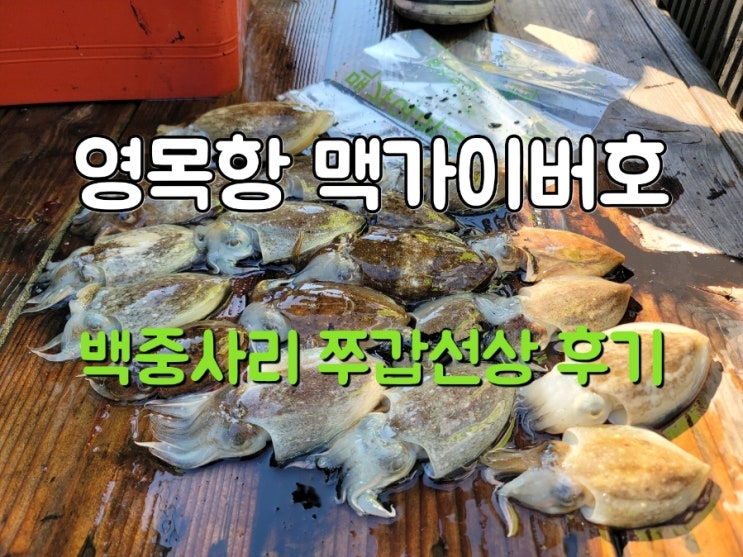  영목항배낚시 맥가이버호 쭈꾸미 갑오징어 백중사리 선상낚시 후기