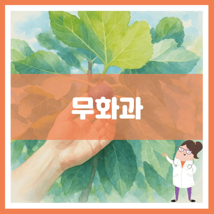  무화과 효능 부작용 먹는 방법