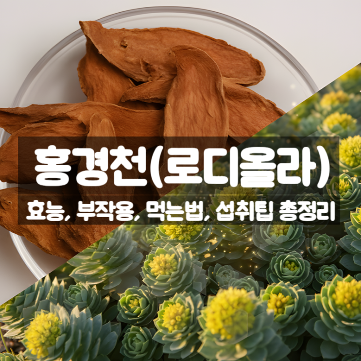 홍경천(로디올라) 효능 부작용 먹는법 심신안정 스트레스 완화
