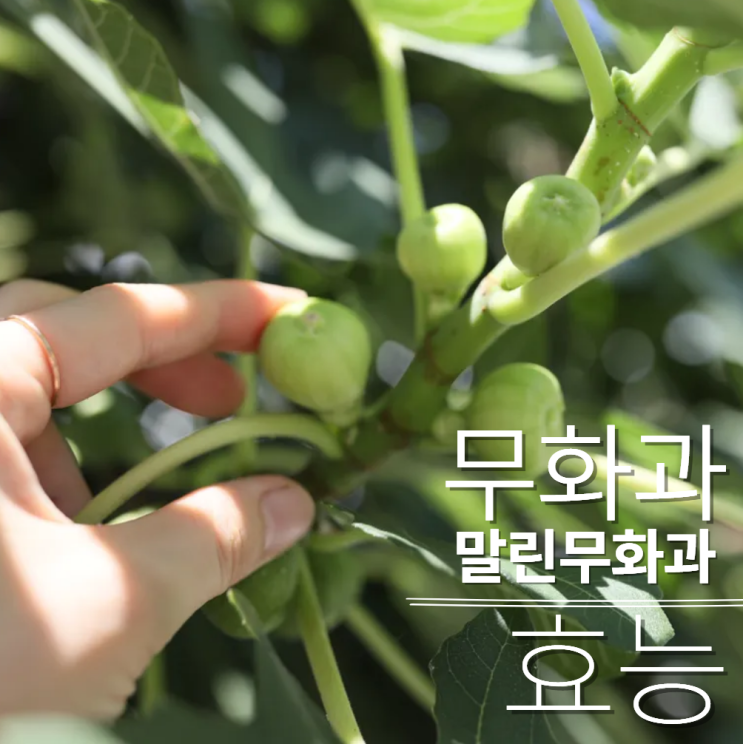  말린 무화과 효능 : 말려서 먹는게 더 좋다?