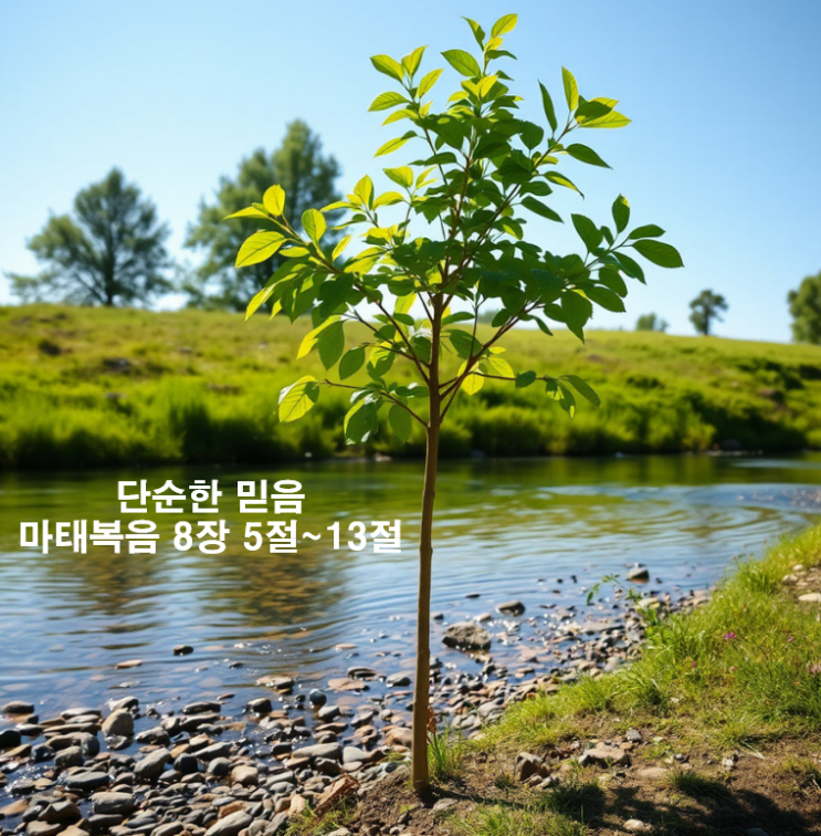  단순한 믿음 마태복음 8장 5절~13절