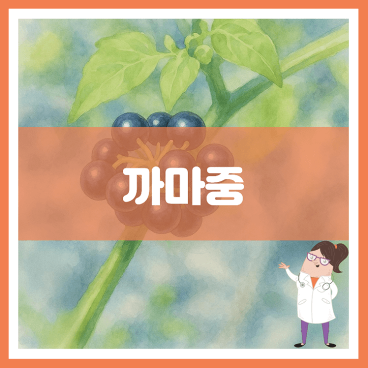  까마중 효능 부작용 먹는 방법