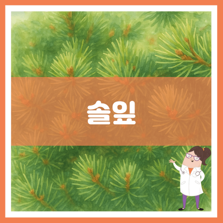  솔잎 5가지 효능 부작용 먹는 방법