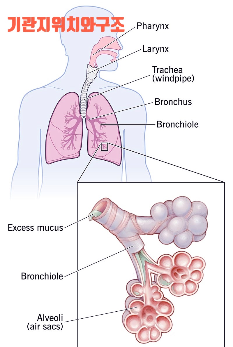 기관지, 기도, 식도 위치와 구조 및 호흡기관 종류와 기능과 역할 : 네이버 블로그, image size:800x1188