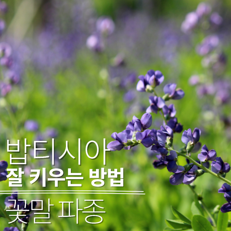  밥티시아 파종 개화 시기 키우기 총정리!