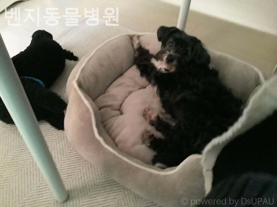 벤지동물병원 사진 5