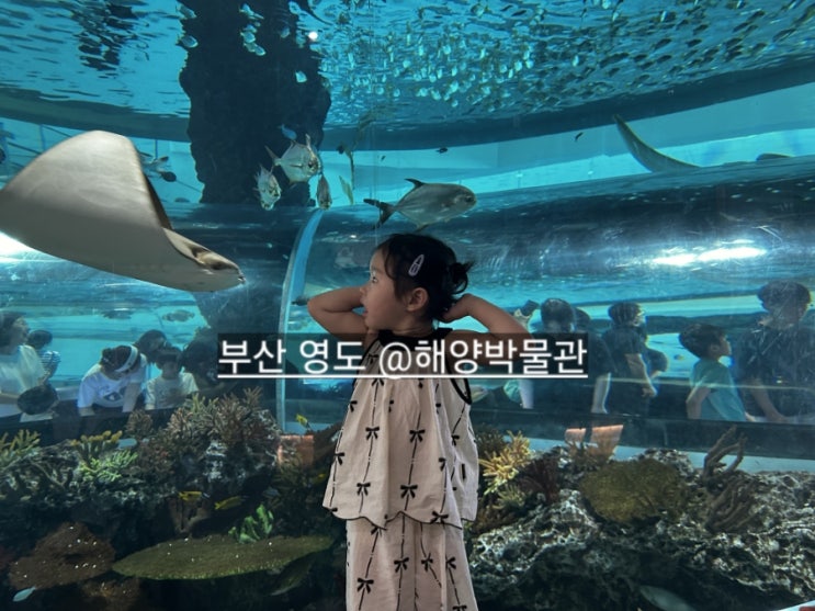  부산 아이랑 가볼만한 영도 해양박물관  강력 추천 !