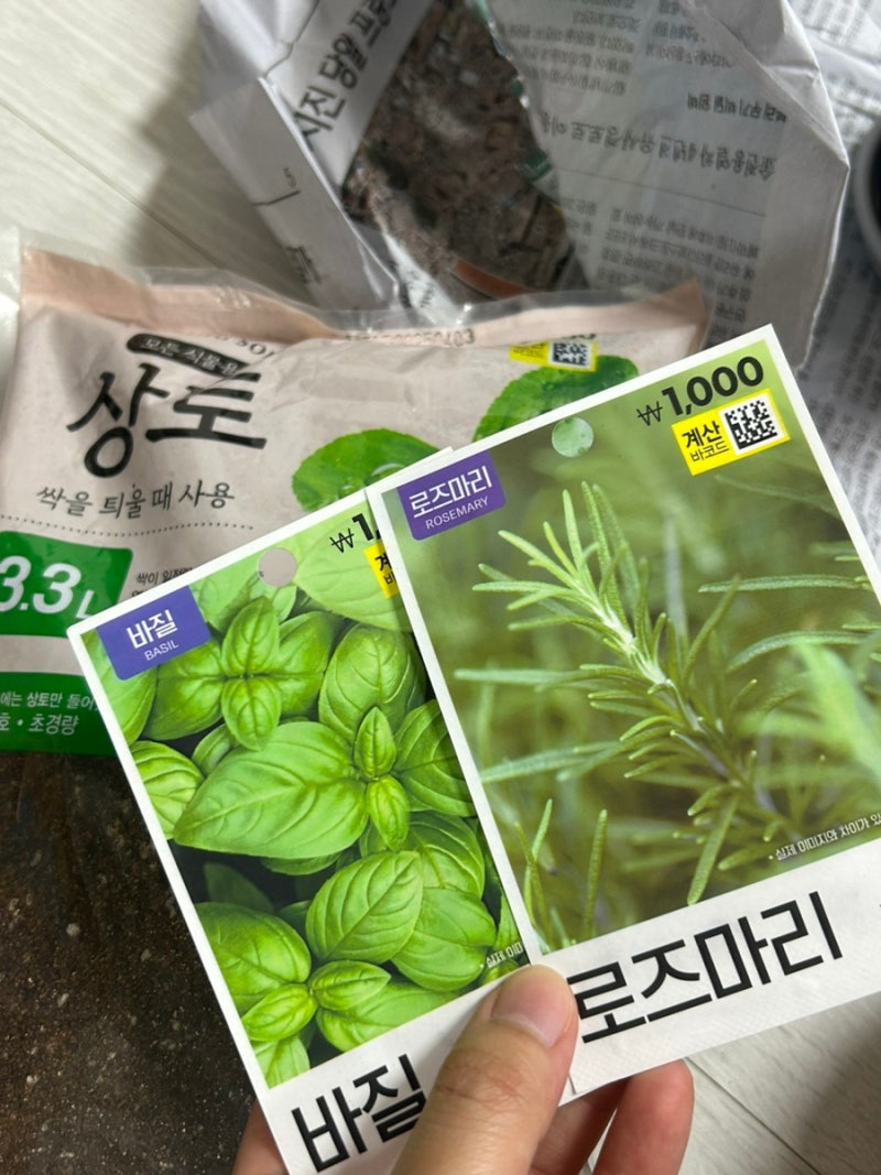다이소 반려 식물 키우기 | 로즈마리 바질 키우기