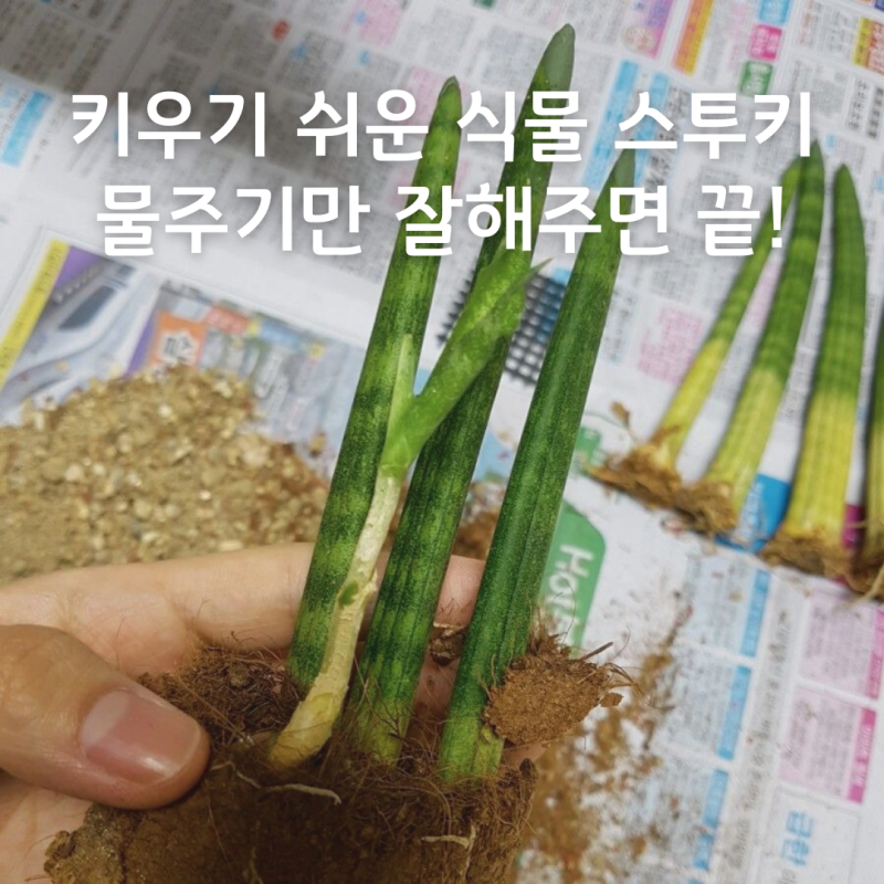 스투키 화분 키우기 물주기 새순 분갈이 방법