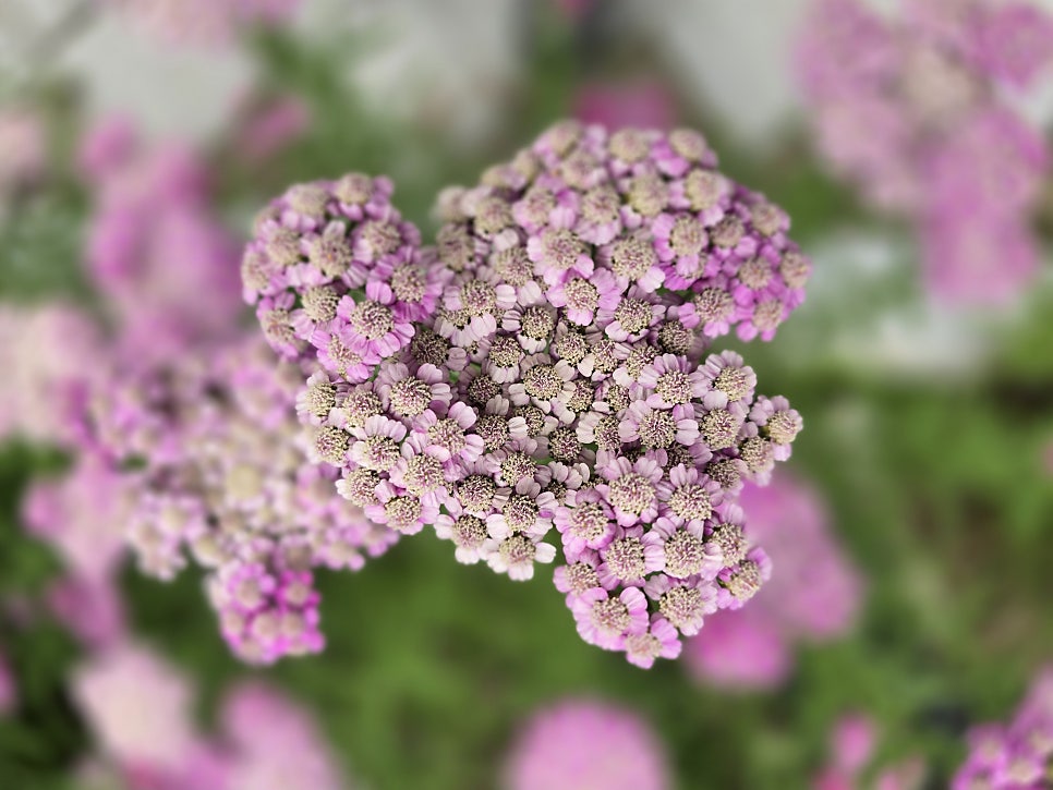 운암산 사진 5