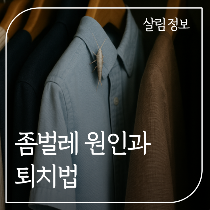좀벌레 원인(옷장 흰색 좀벌레)과 퇴치법