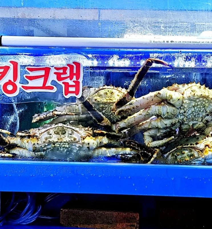  노량진수산시장 킹크랩시세 대게 꽃게시세 가락시장 비교 알고 먹자!