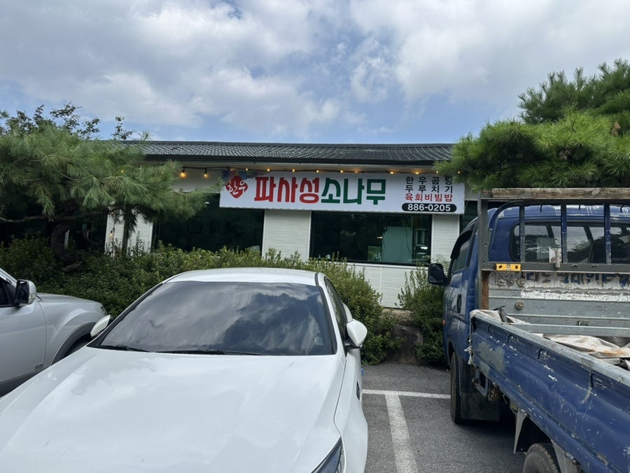 파사성소나무 사진 1