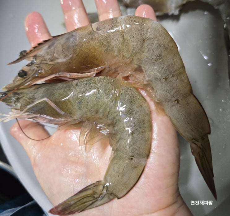  흰다리새우 활새우 택배주문 대한민국 넘버원 수산 농라카페