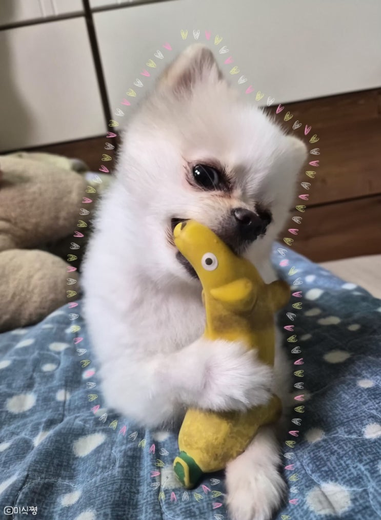  한달간의 포메 ' 보리 ' 일상 !!