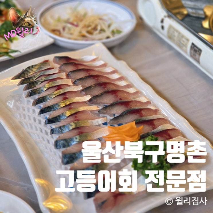  울산 북구 명촌 고등어회 전문점 읍내해물점빵 회식장소 추천