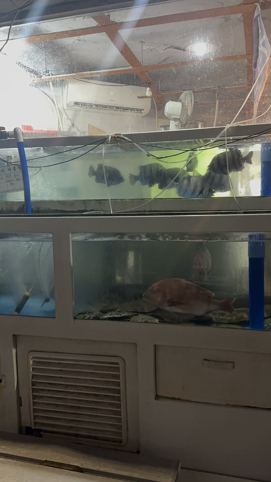 수중어초횟집 사진 2