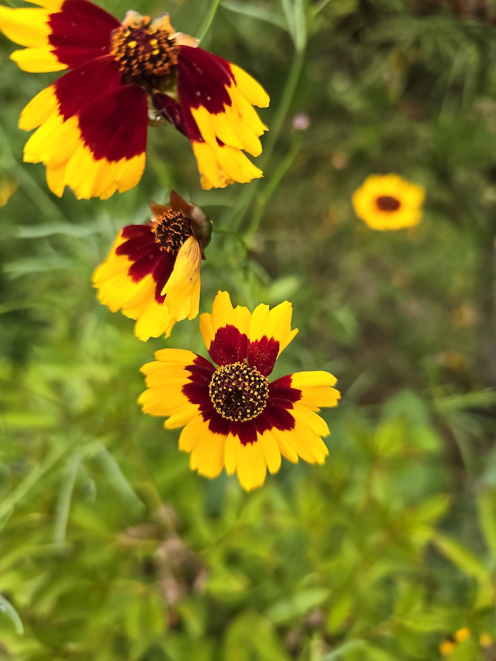 운암산 사진 3