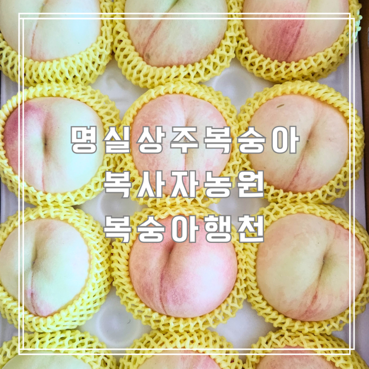  명실상주복숭아 복사자농원 복숭아행천 후기와 보관법