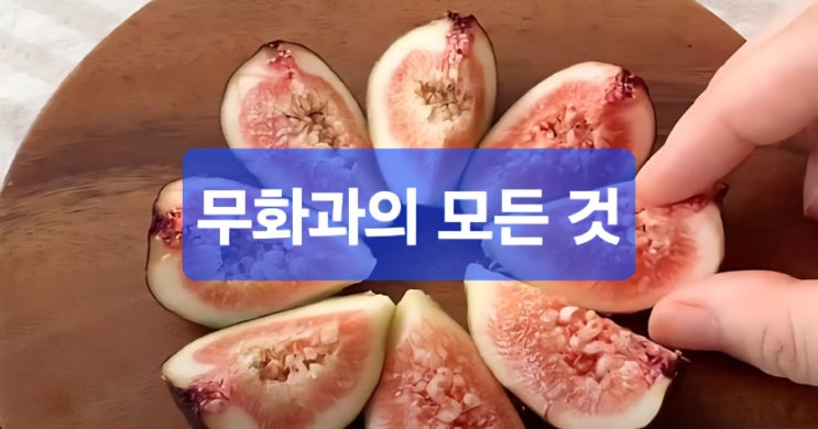  무화과, /손질법/세척법/맛있게 먹는 법/고르는 법/보관법/건강 포인트/주의할 점/ 미리 씻지 마세요!