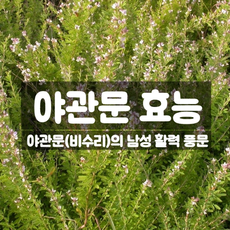  야관문 효능 부작용 먹는법 – 남성 활력에 도움 주는 비수리