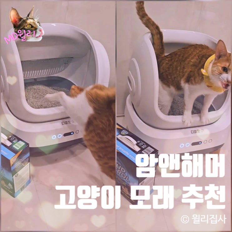  고양이모래 암앤해머 베이킹소다 클린코팅 알러지모래 추천